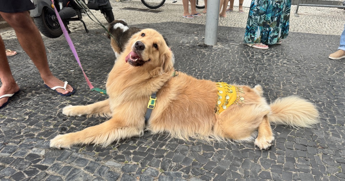 A golden retriever Nala se enfeita no padrão da Loba Shakira em Copacabana Mateus Campos